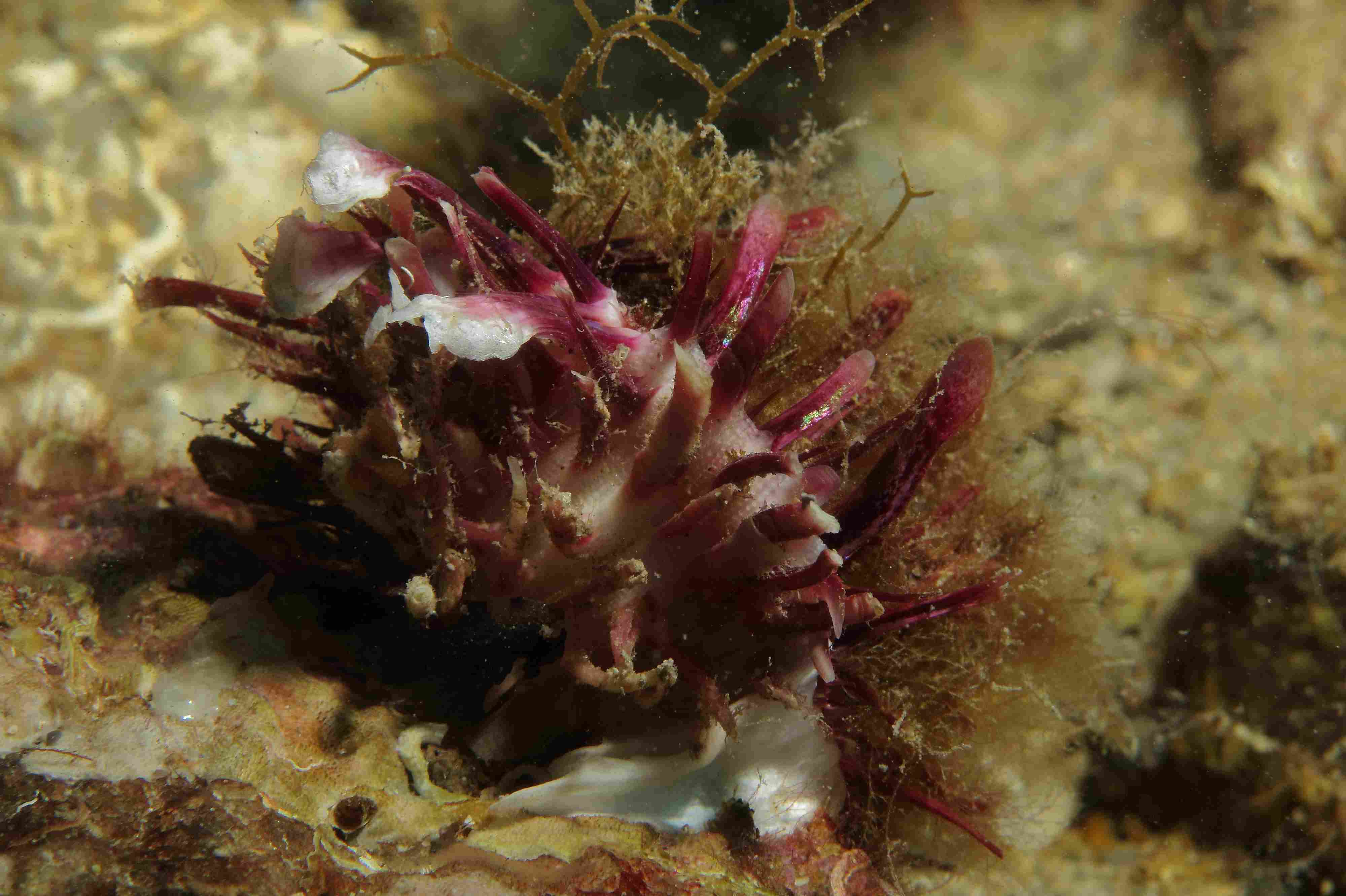 Spondylus gaederopus Capo Noli