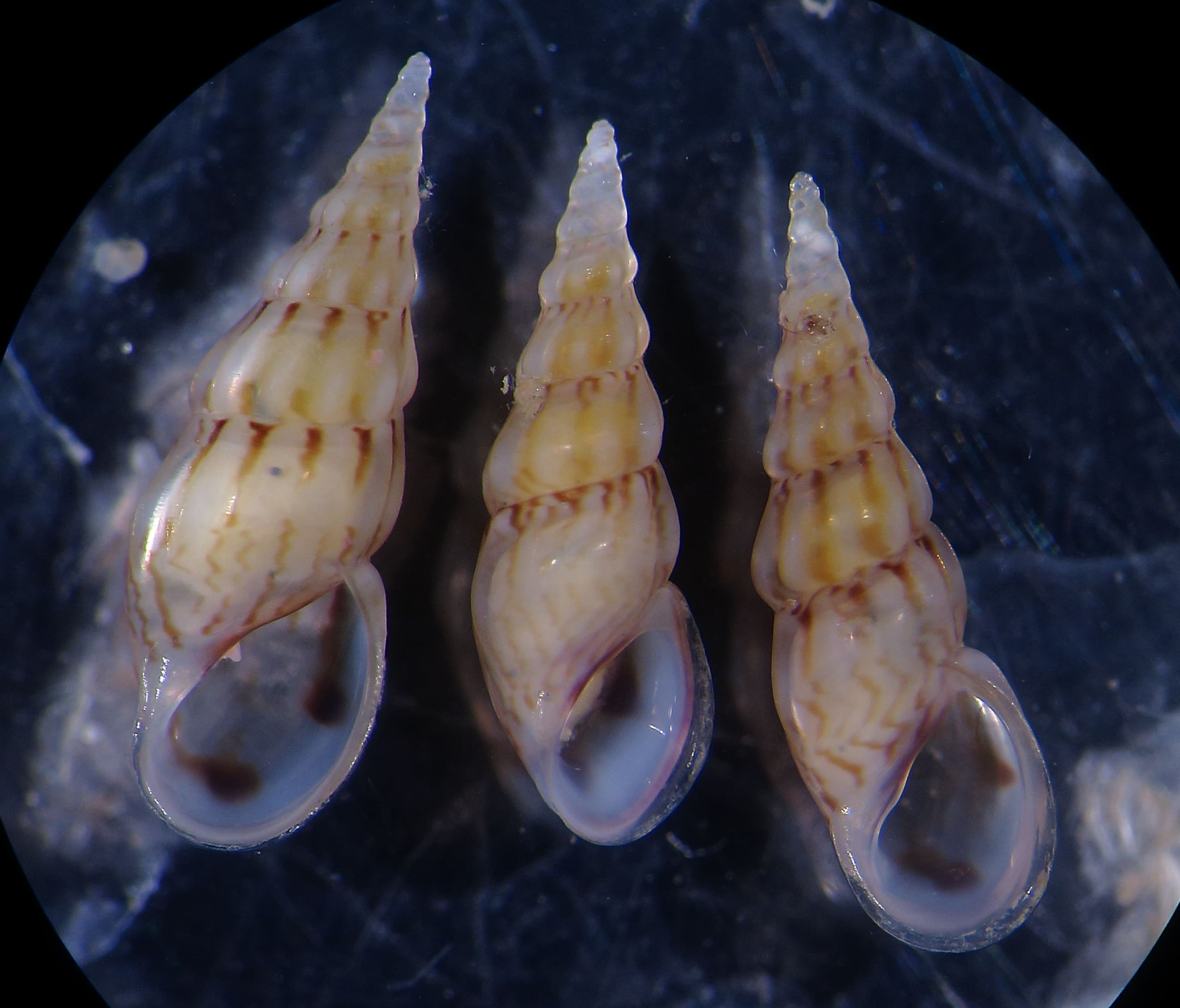 Rissoa cfr membranacea