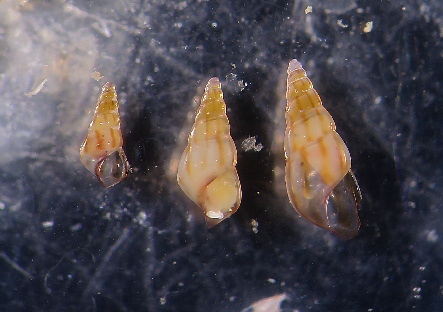 Rissoa auriscalpium?