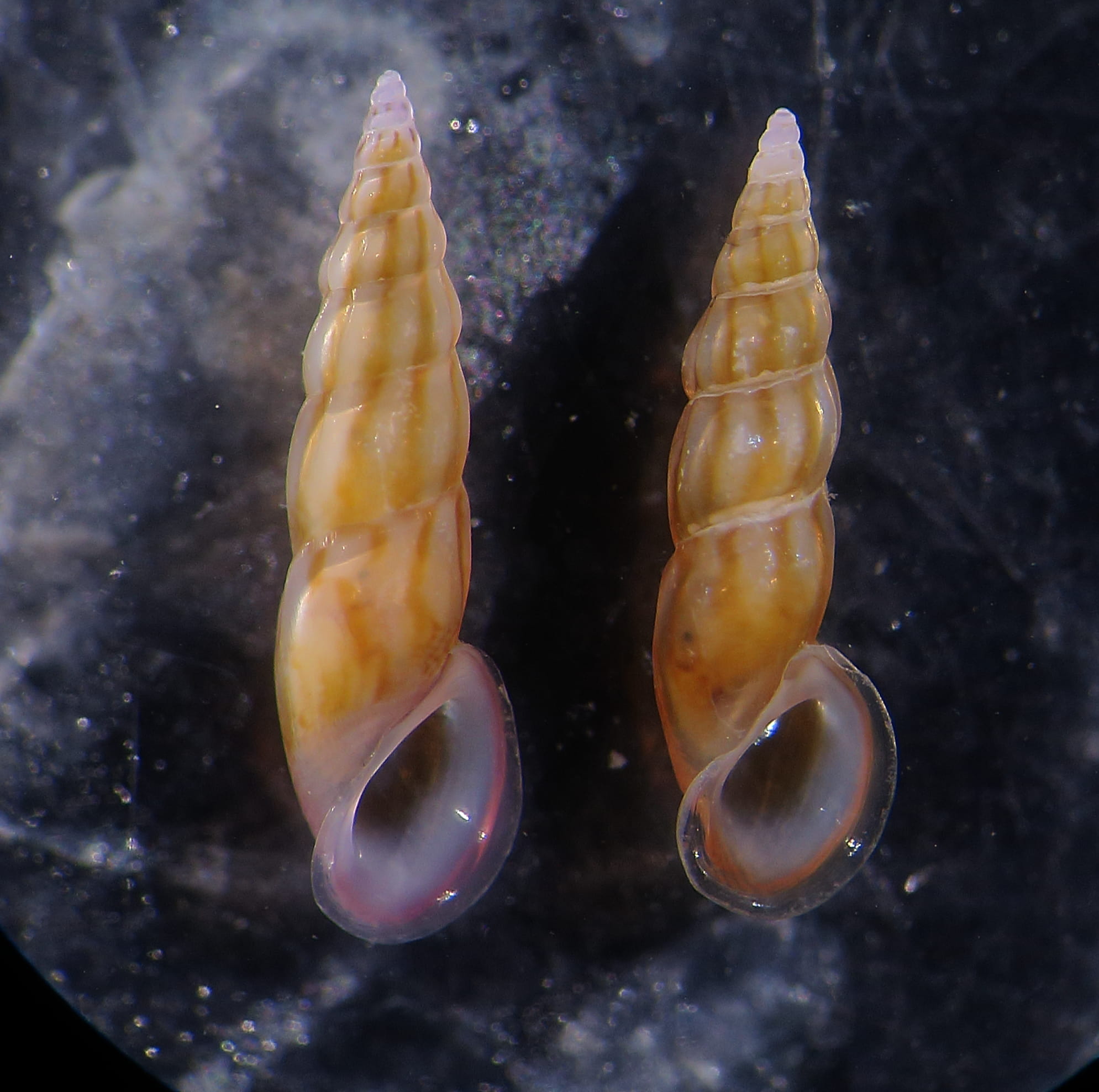 Rissoa auriscalpium?