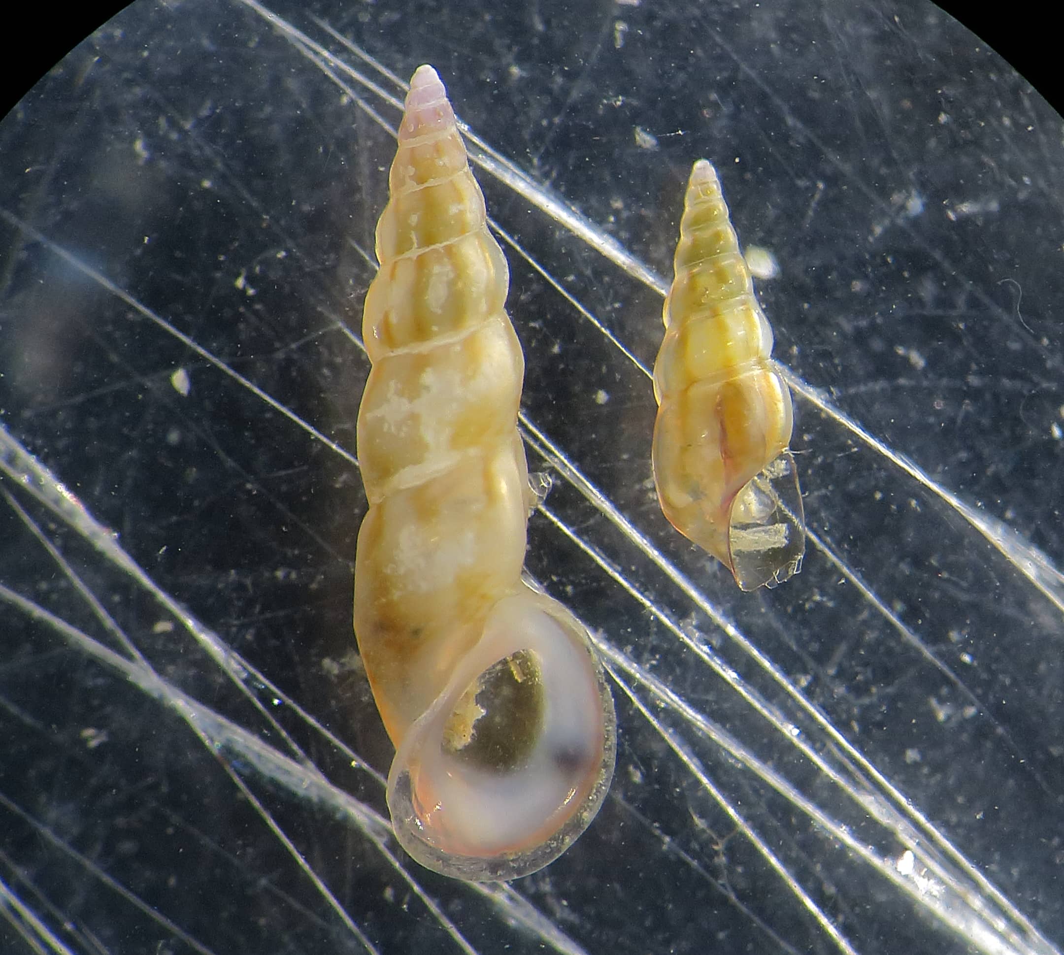 Rissoa auriscalpium?