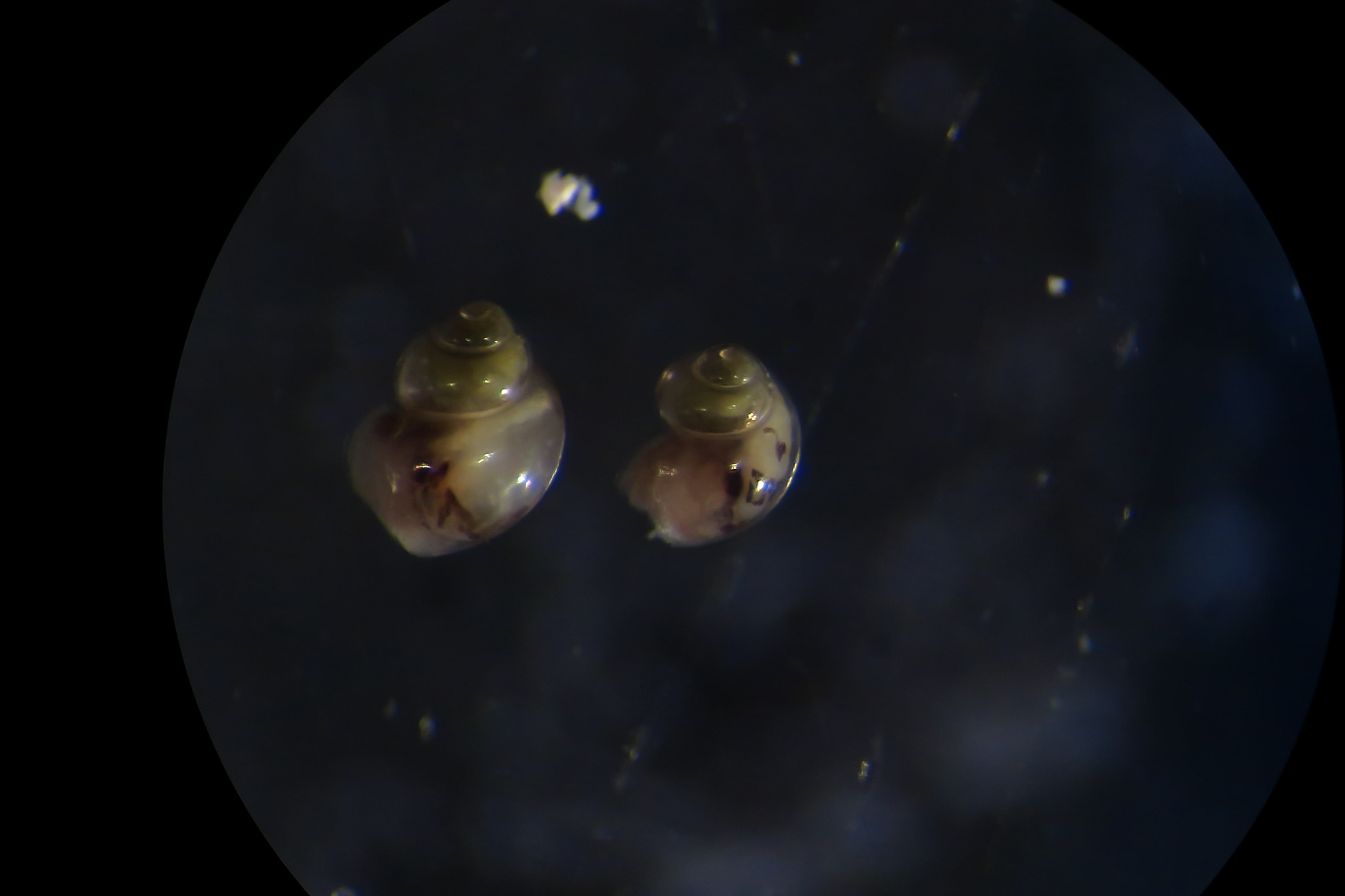 Prosobranchi da determinare