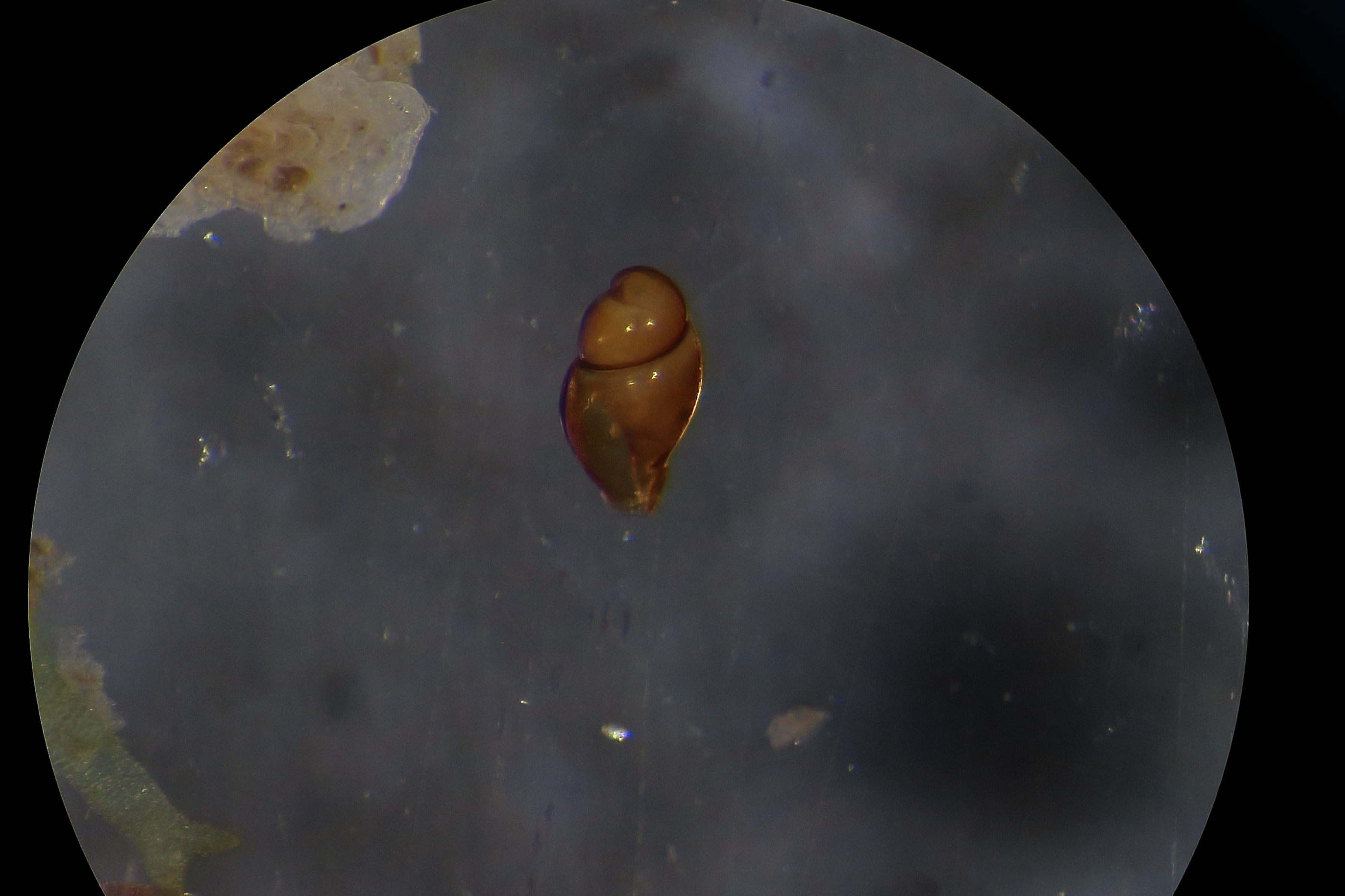 Prosobranchi da determinare