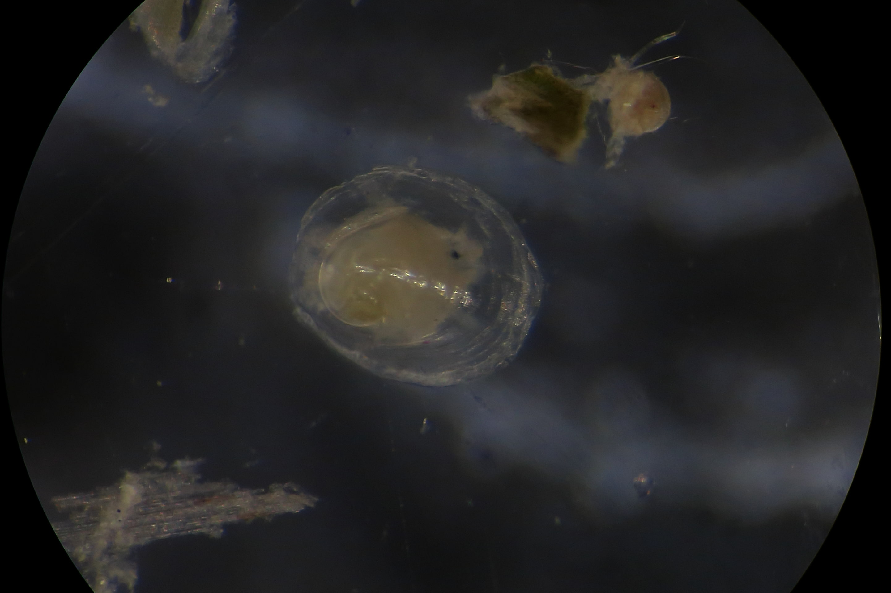 Prosobranchi da determinare