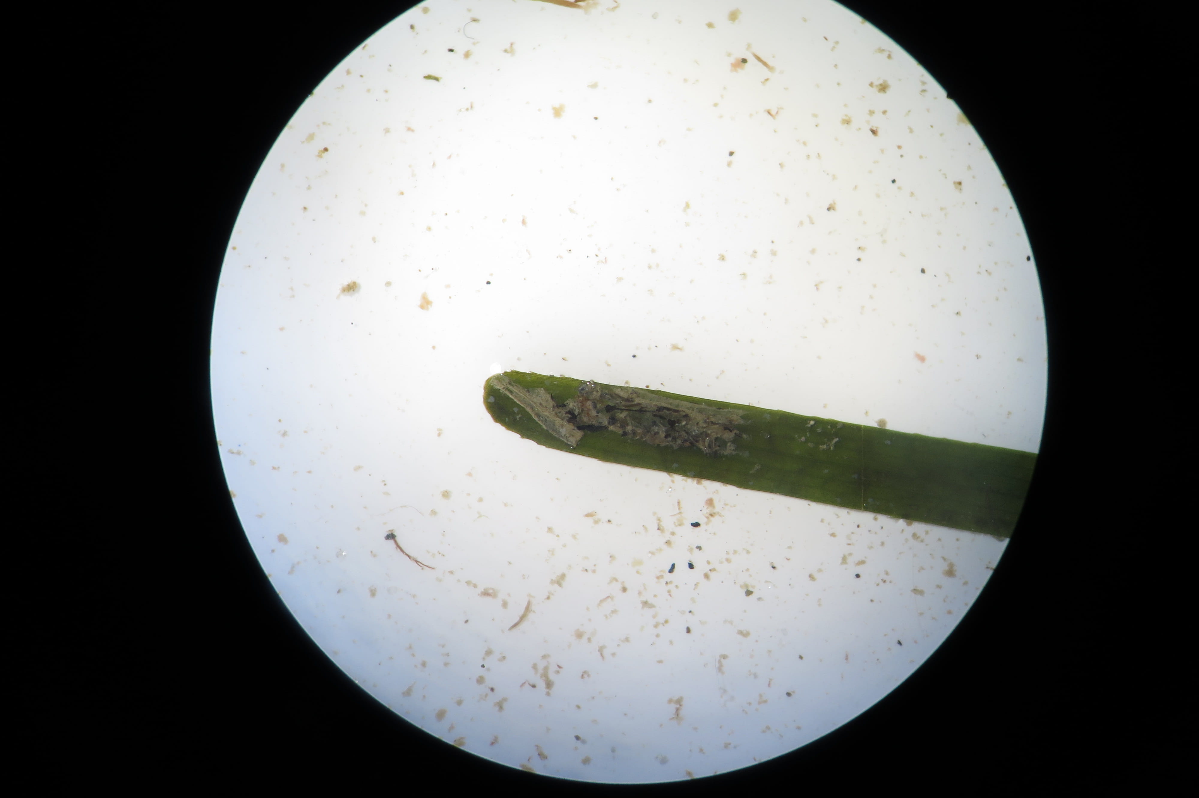 Zostera marina, Zostera noltei o Cymodocea nodosa?