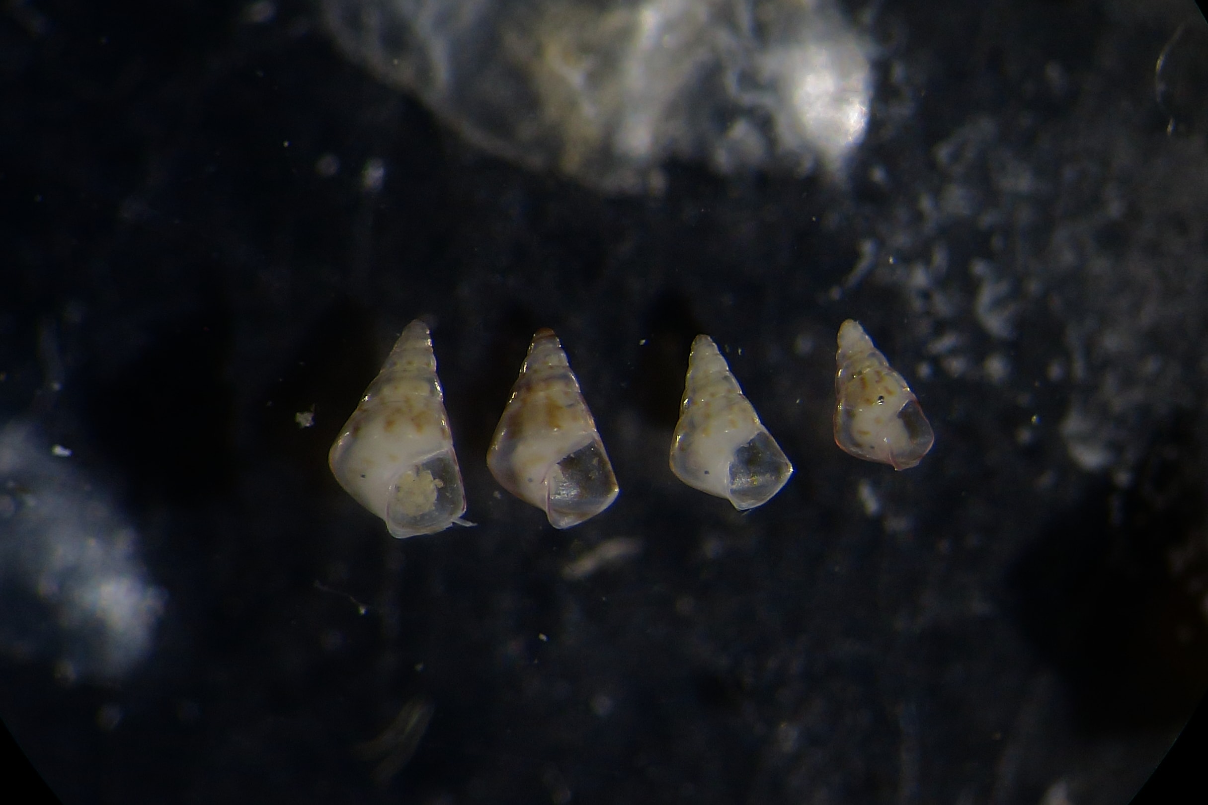 Rissoa juv da identificare