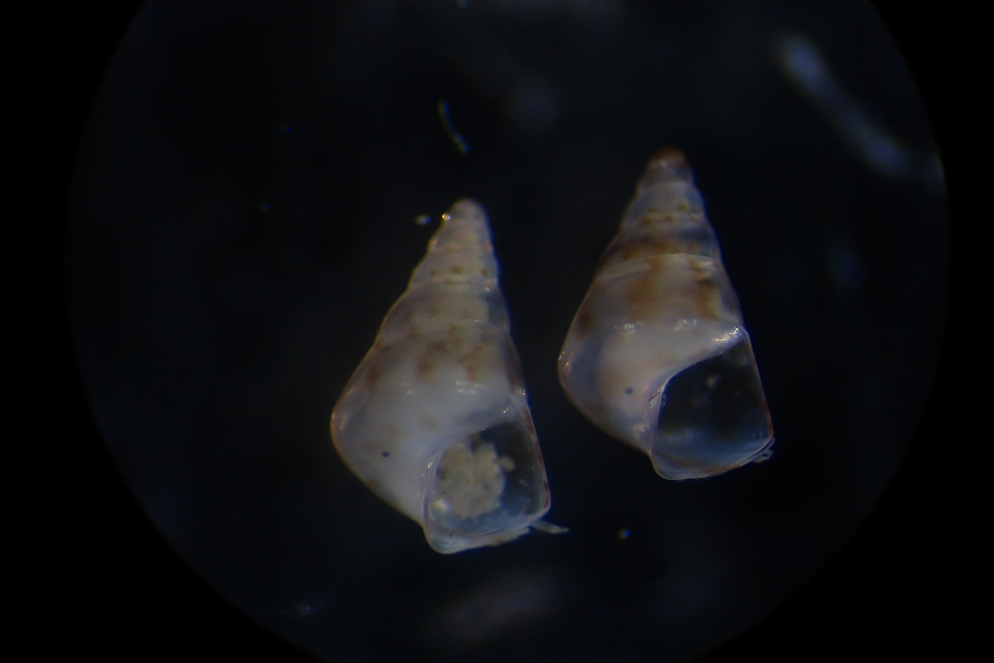 Rissoa juv da identificare