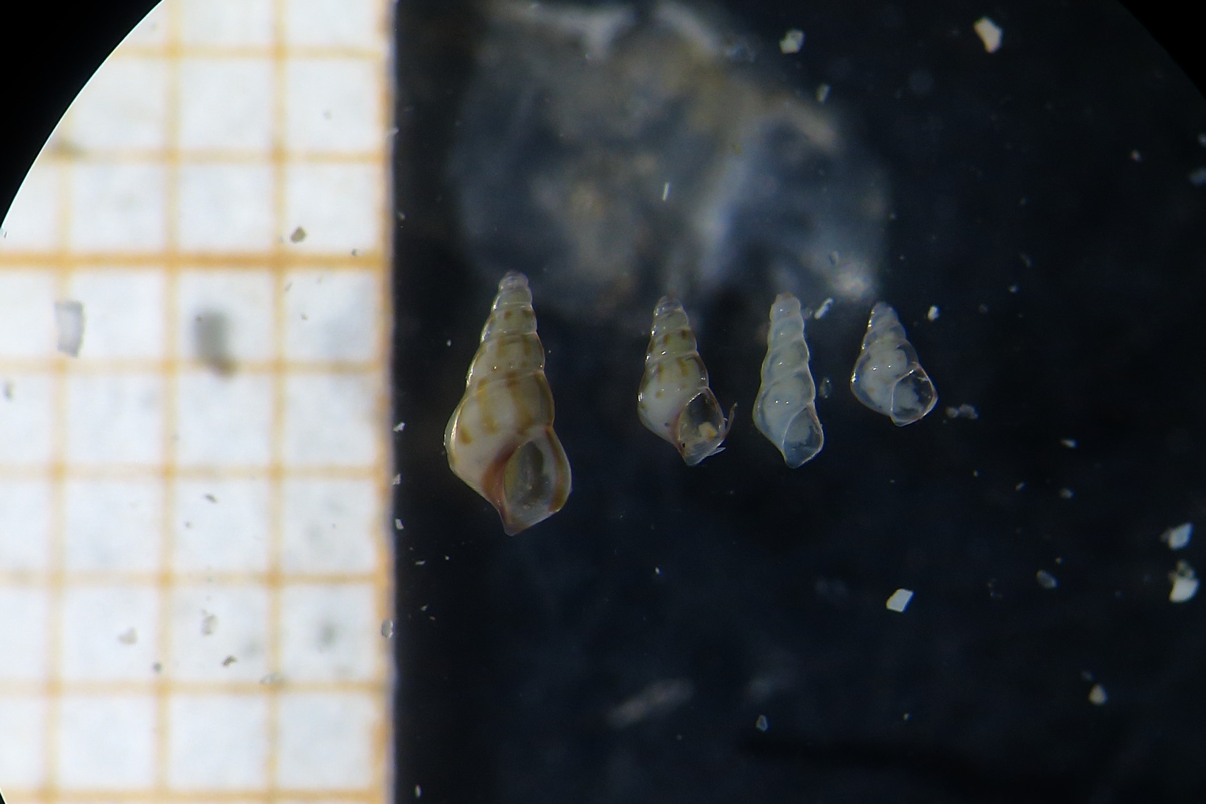 Rissoa juv da identificare