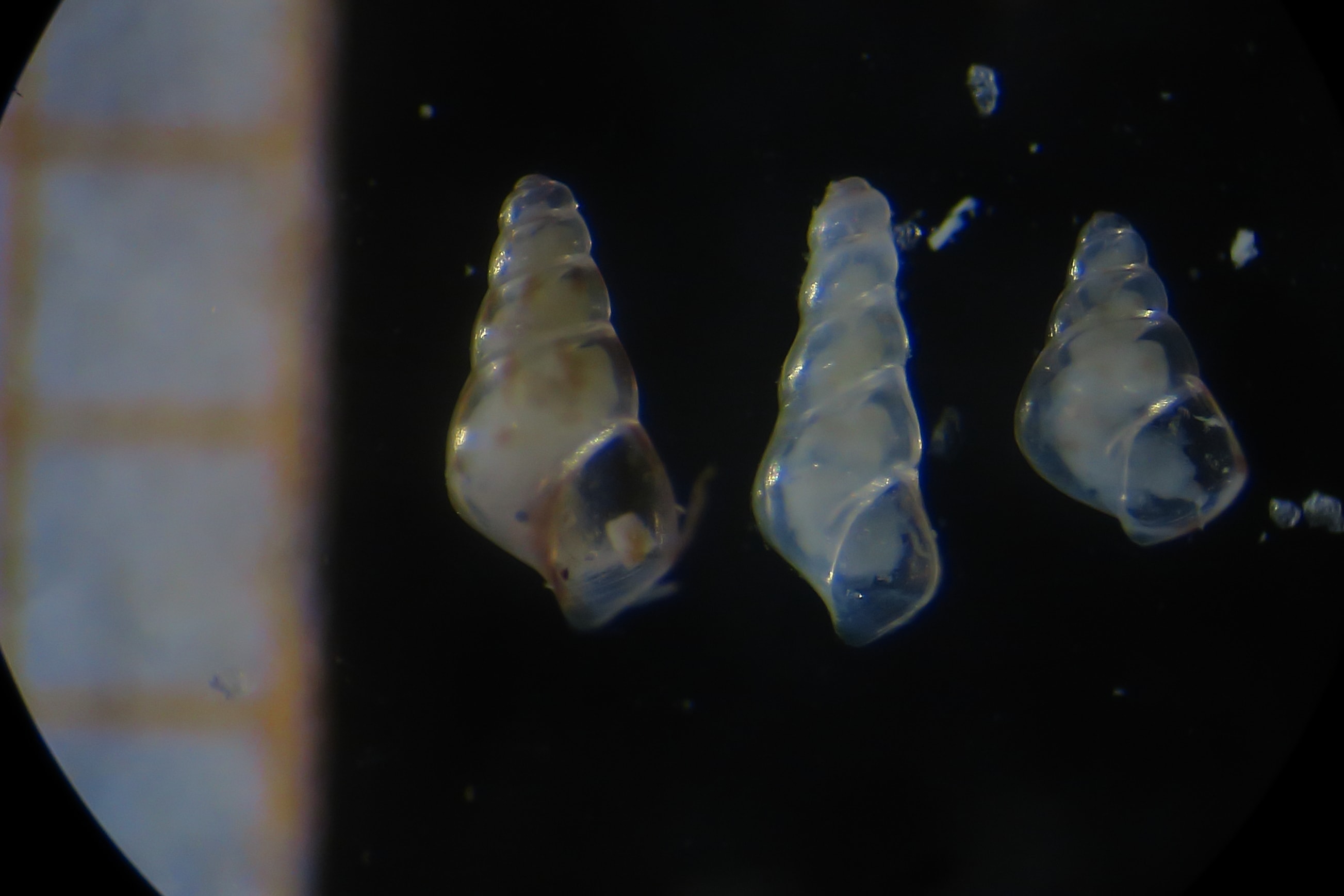 Rissoa juv da identificare