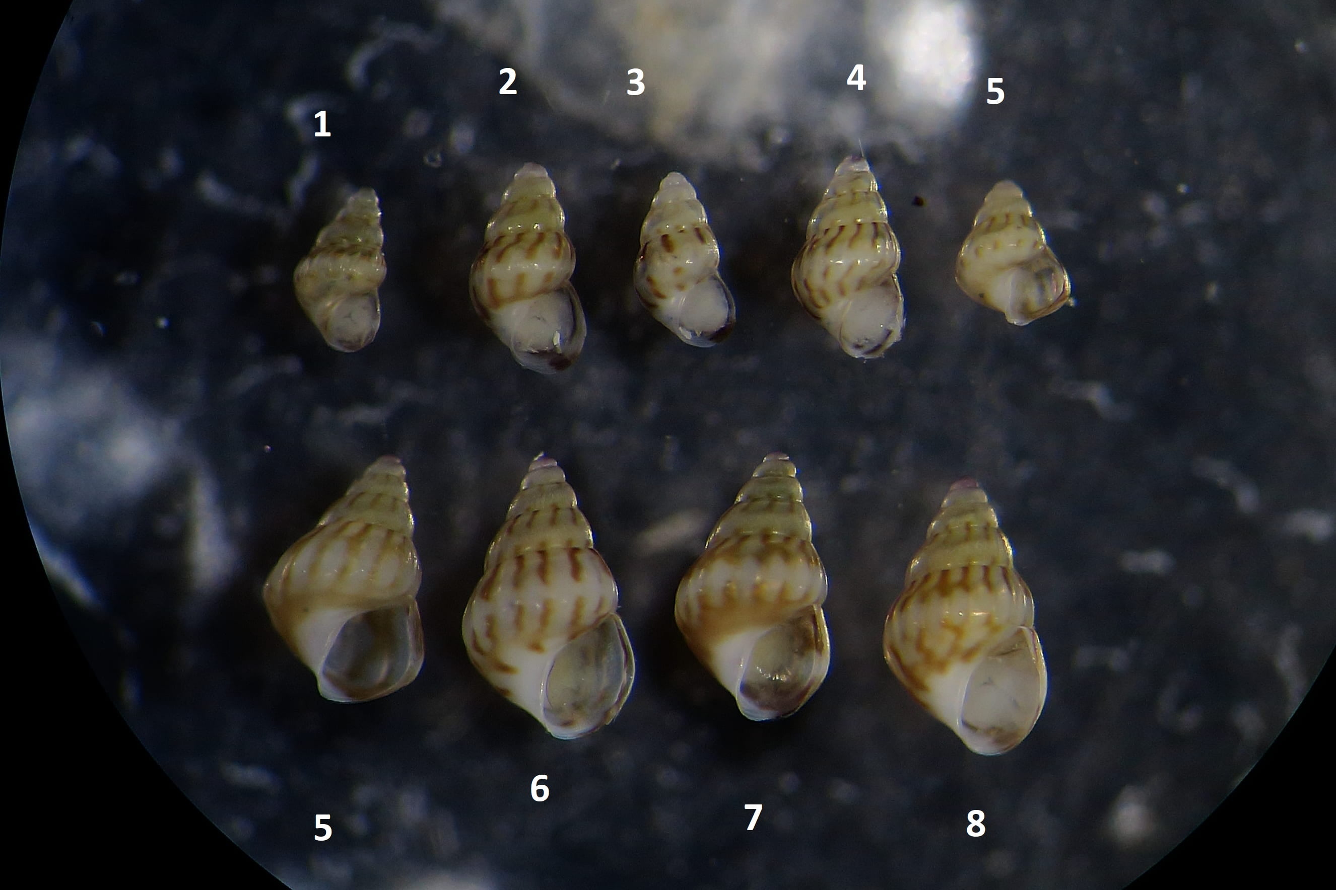 Rissoa juv da identificare