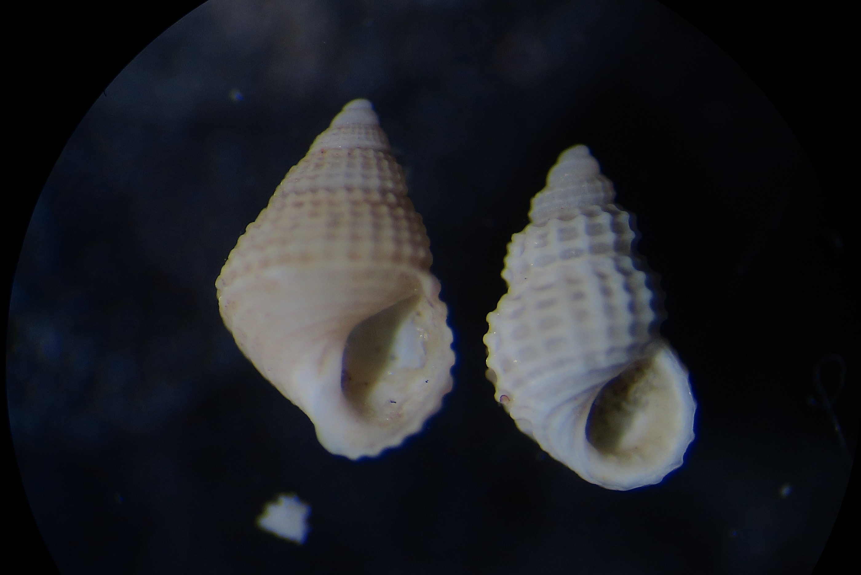 Rissoa juv da identificare