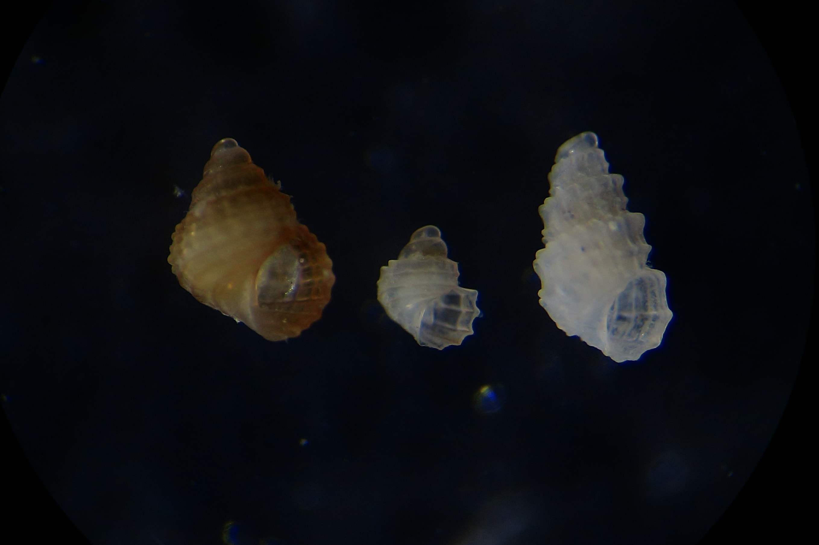 Rissoa juv da identificare