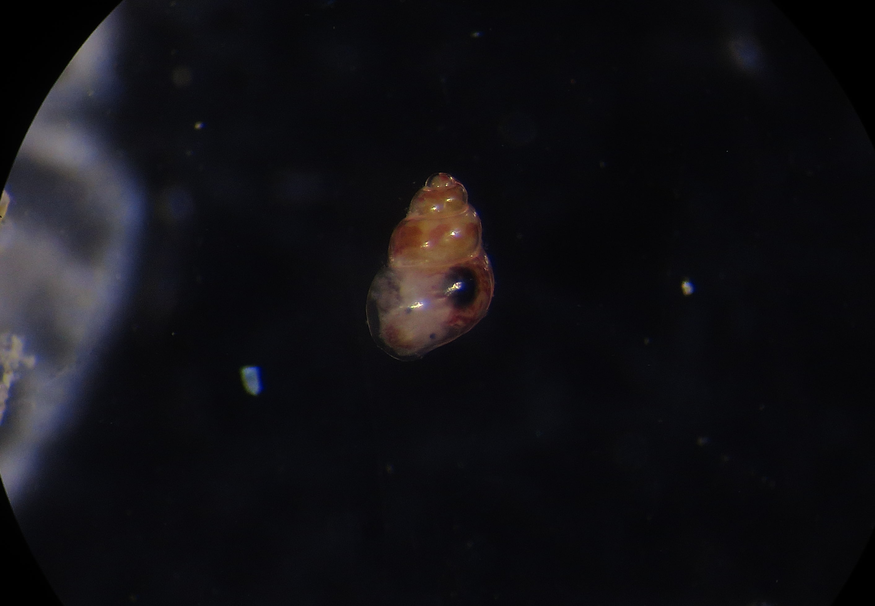 Prosobranco da determinare