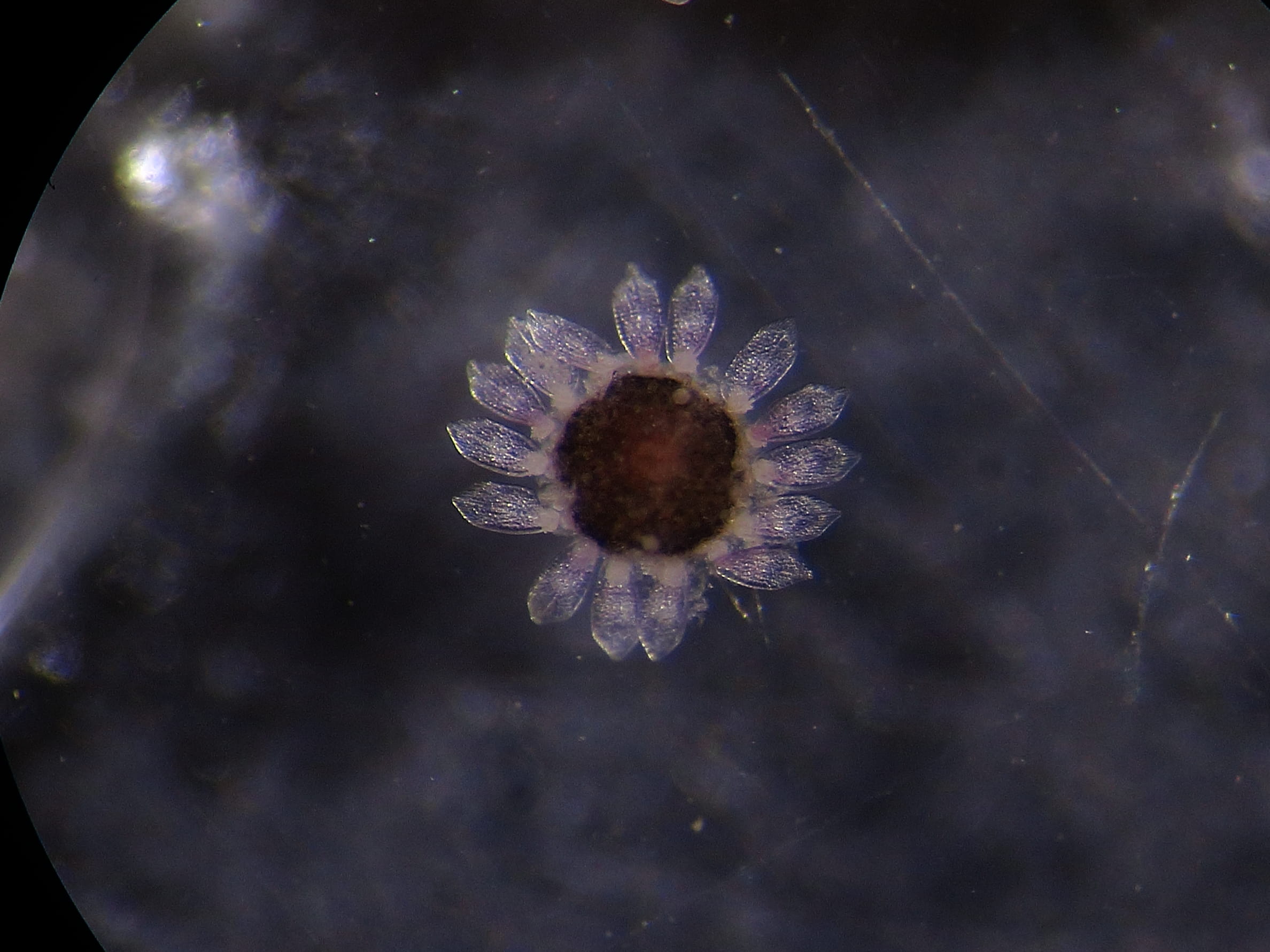 Echinoide da ID