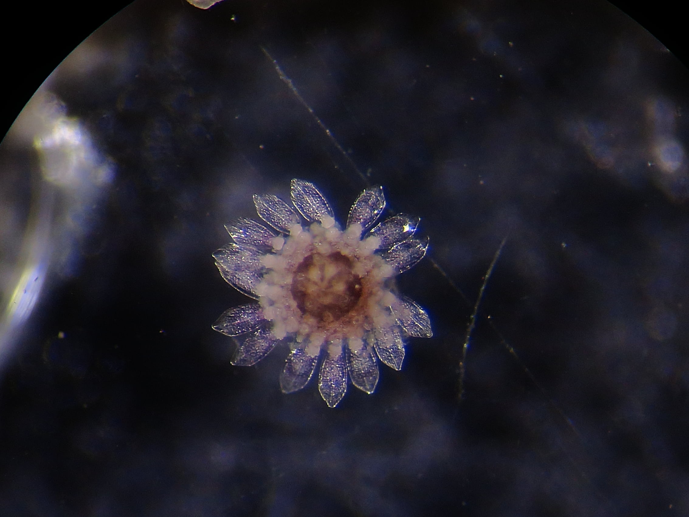 Echinoide da ID