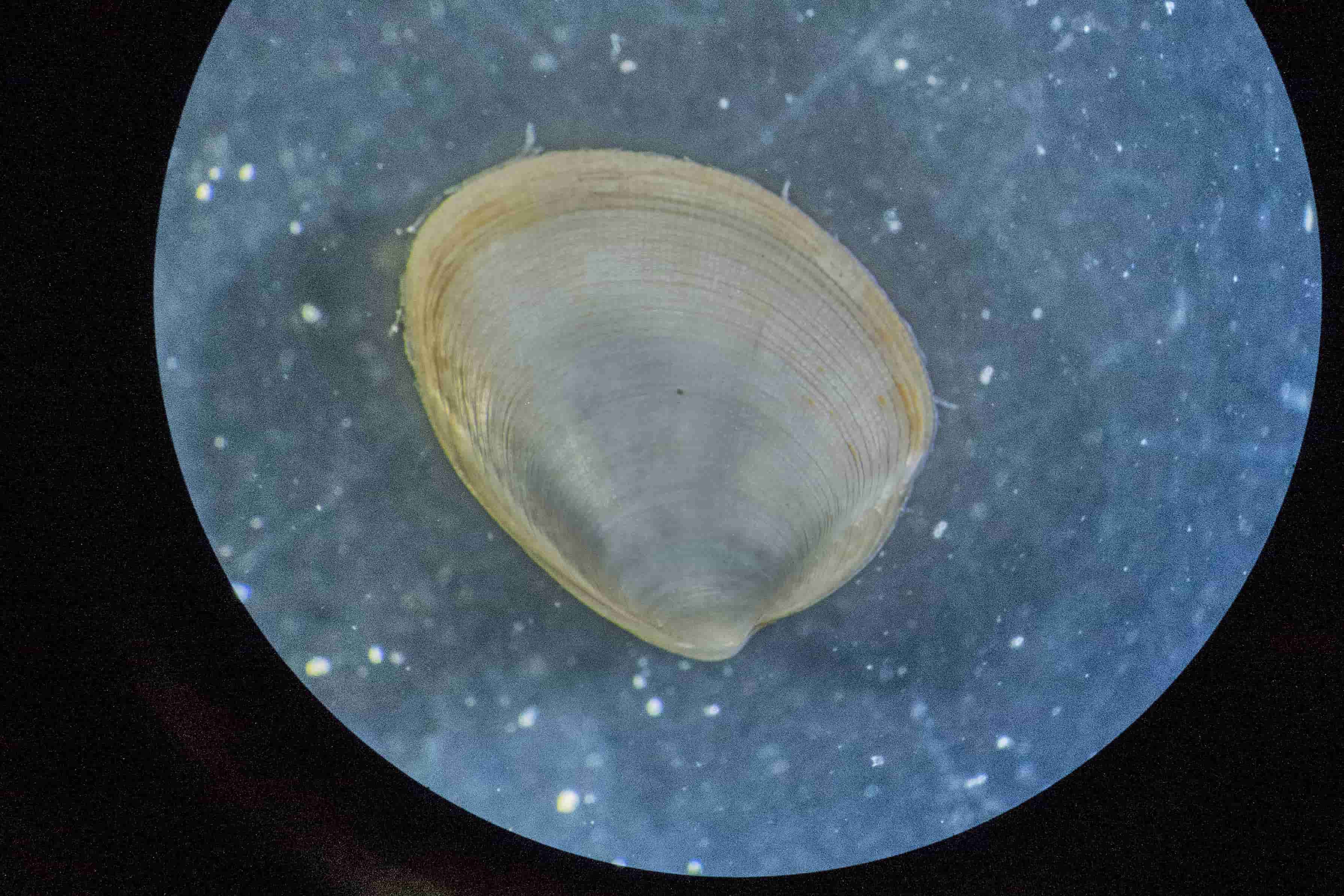 identificazione bivalvi