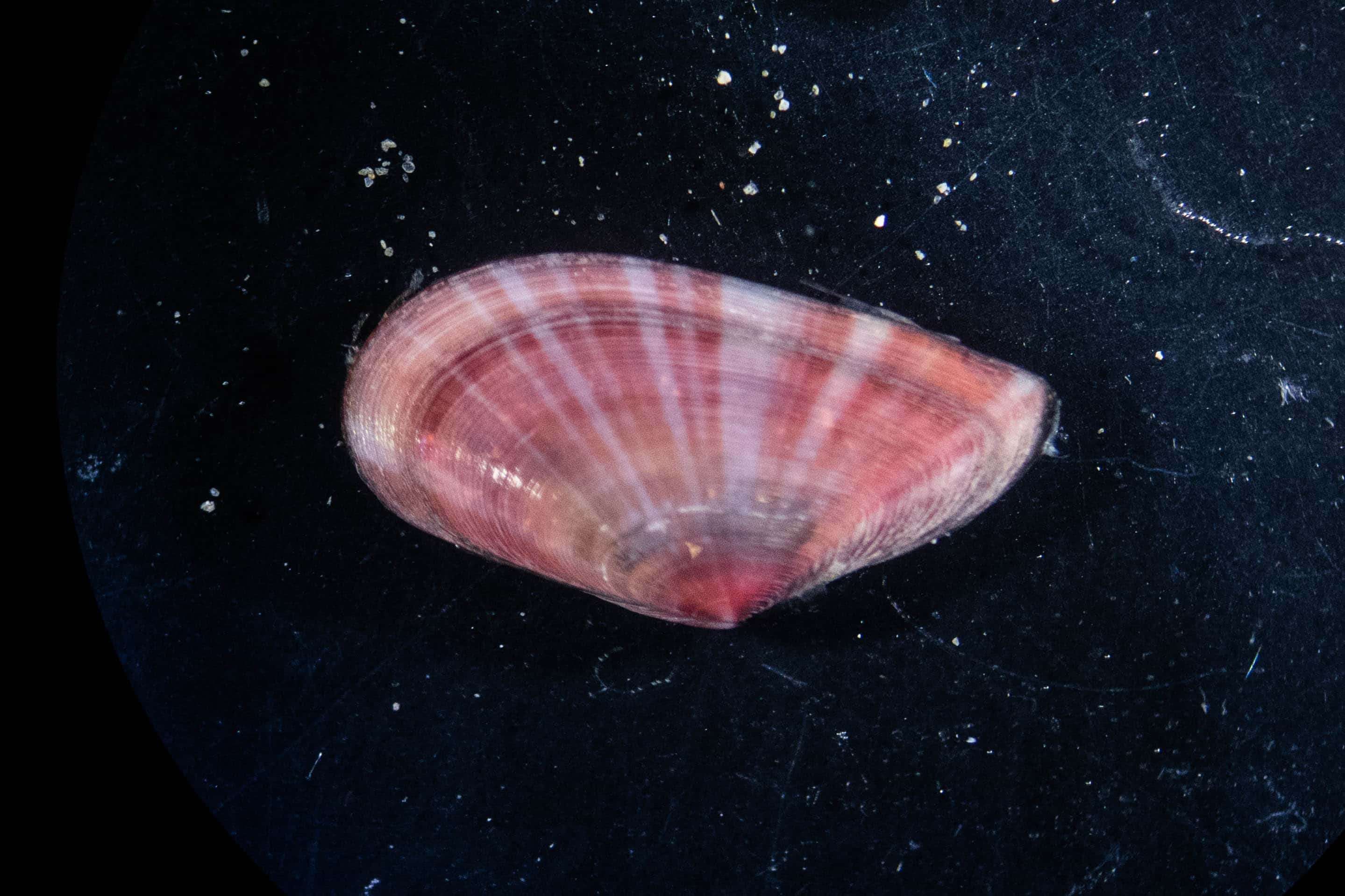 identificazione bivalvi