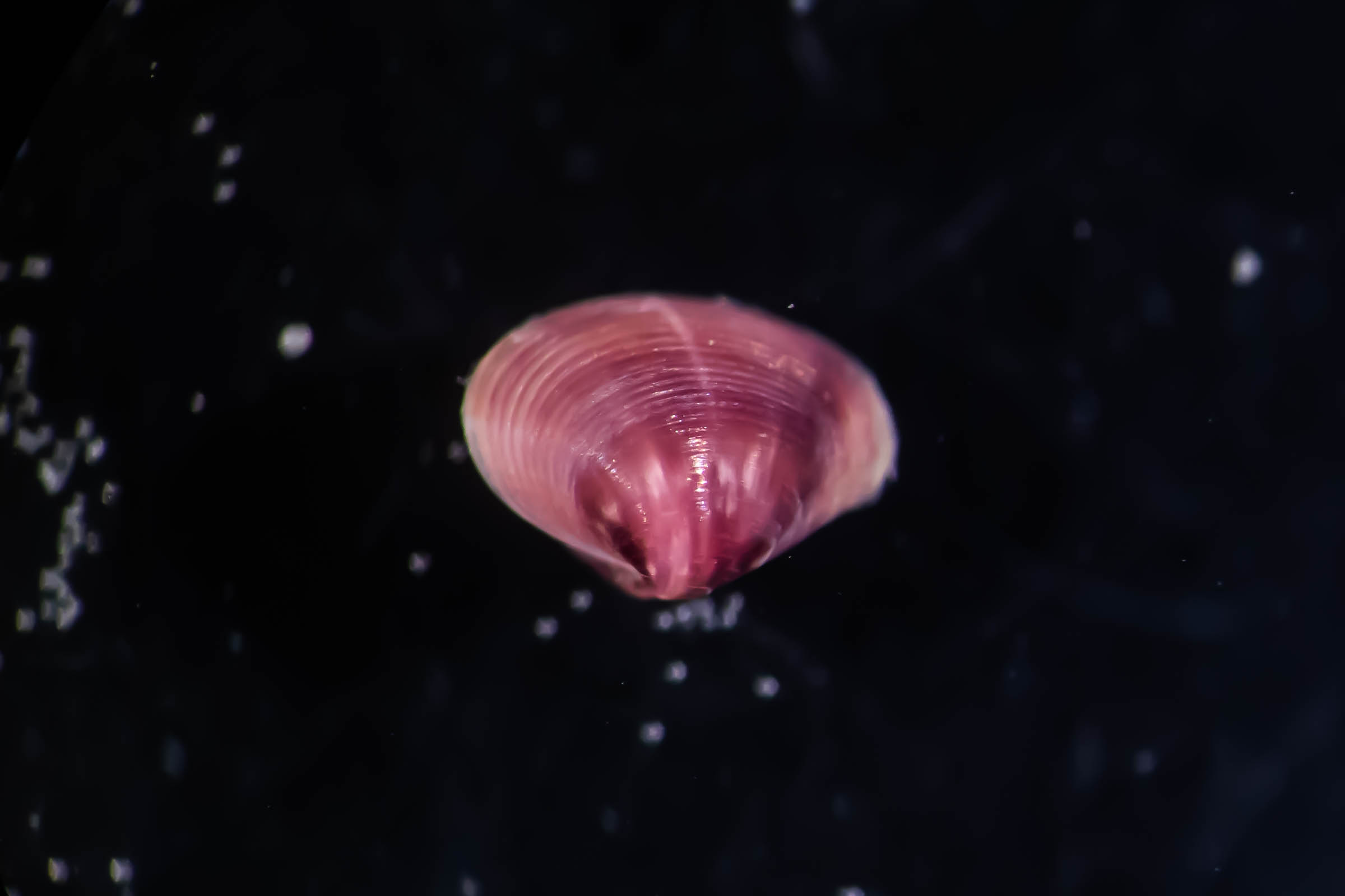 identificazione bivalvi