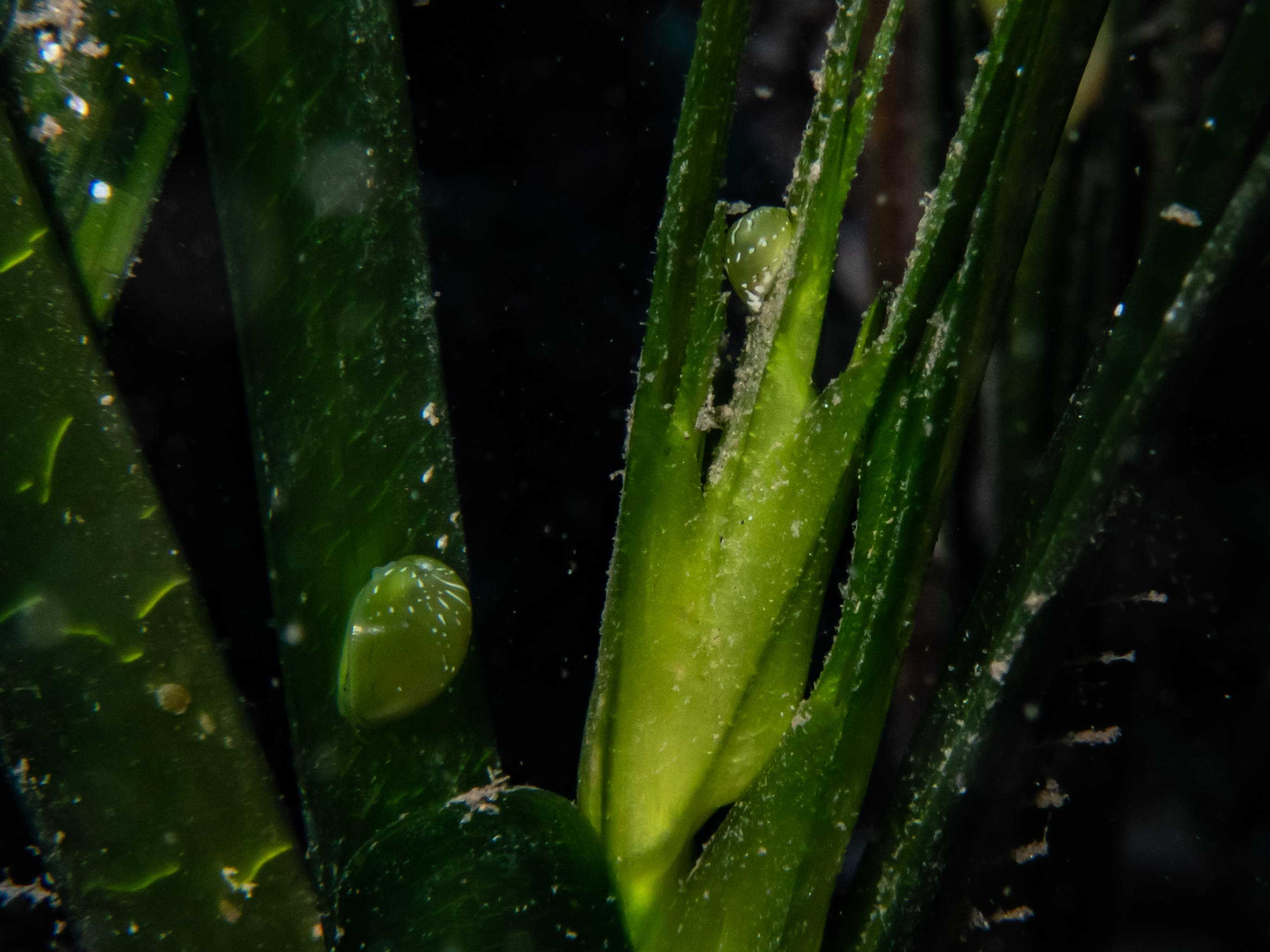 Fioritura e fruttificazione Posidonia oceanica