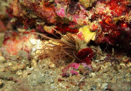 Cerianthus membranaceus?