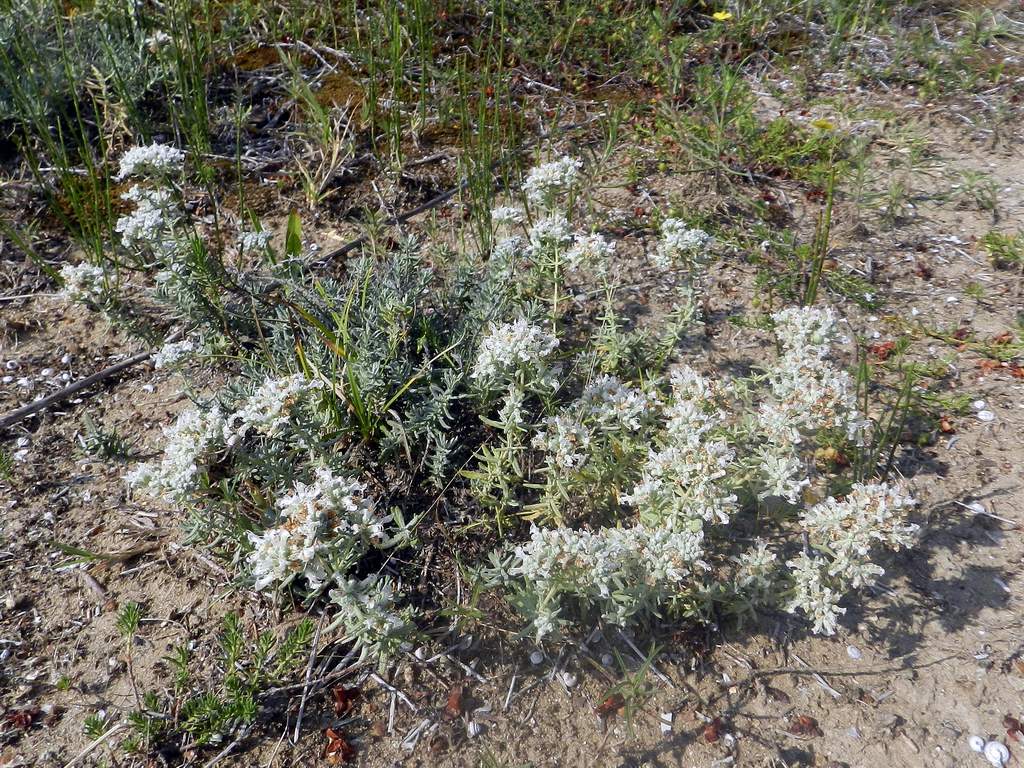 Teucrium capitatum