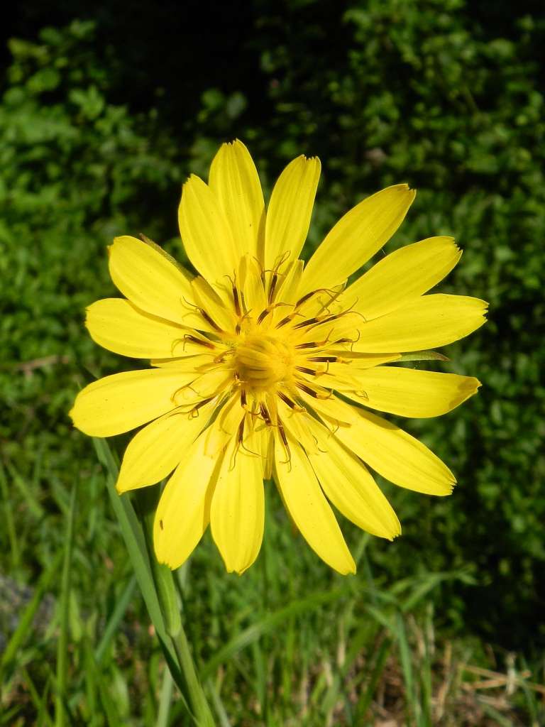 Tragopogon pratensis / Barba di becco comune