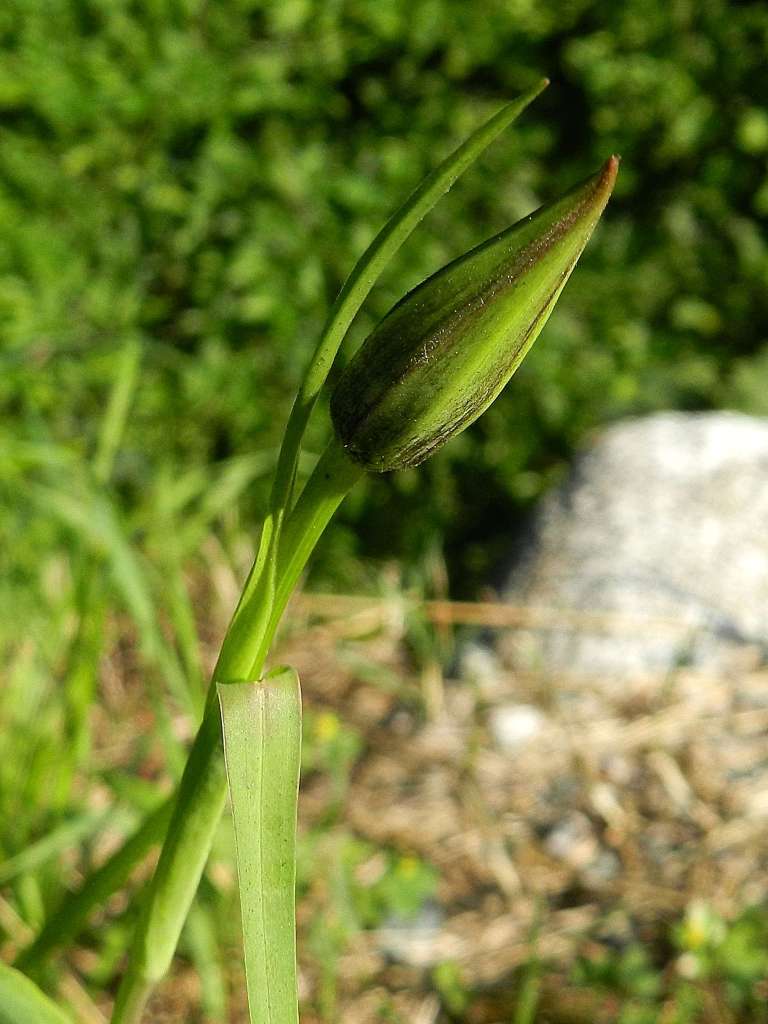 Tragopogon pratensis / Barba di becco comune