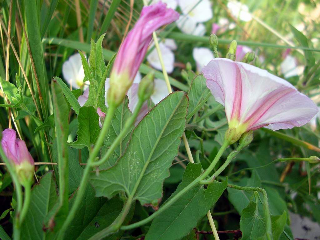 Convolvulus arvensis / Vilucchio comune