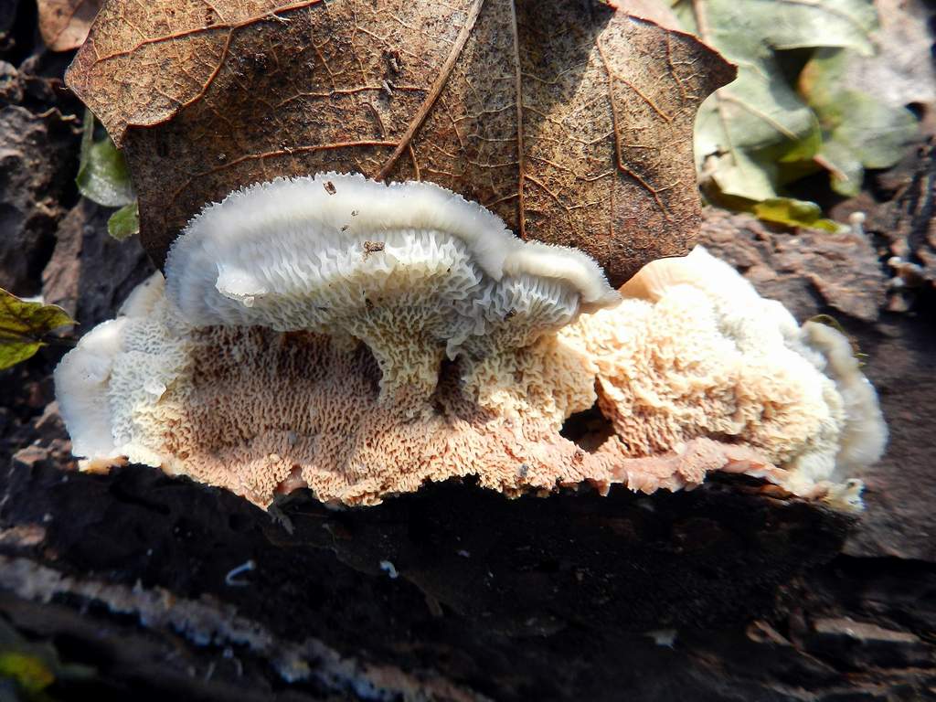 Polyporaceae sp. da identificare