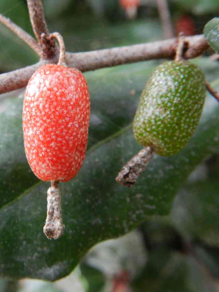 Elaeagnus pungens / Olivagno pungente