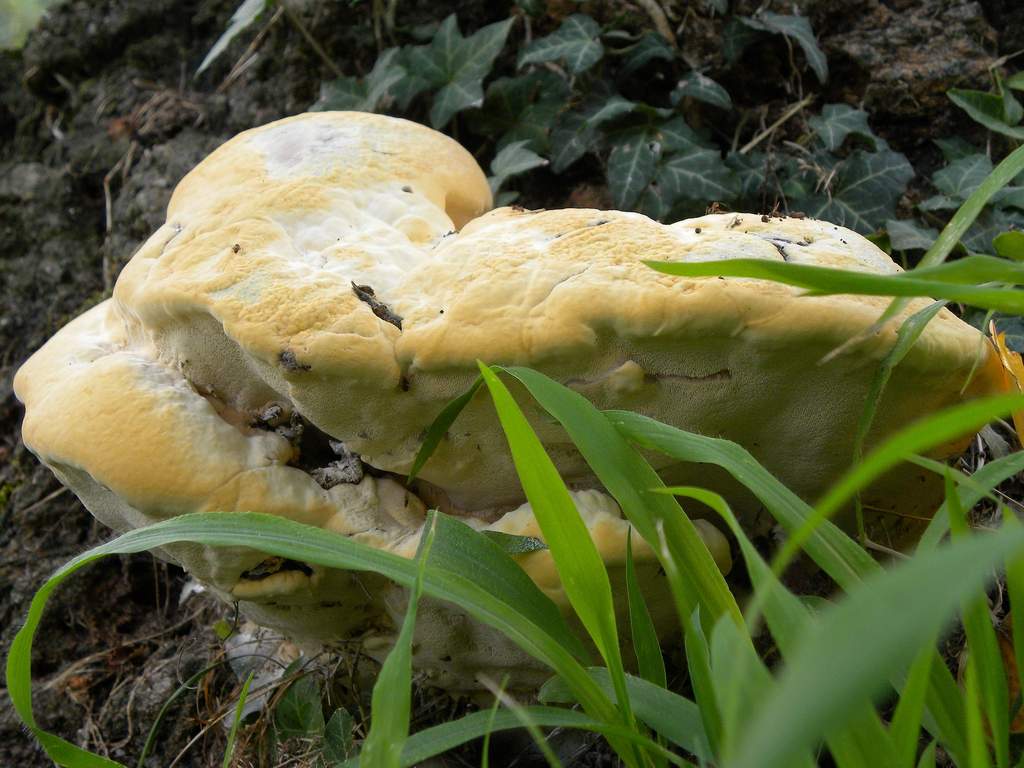 Fungo legnoso da identificare