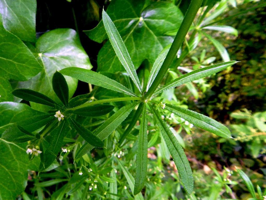 Galium aparine