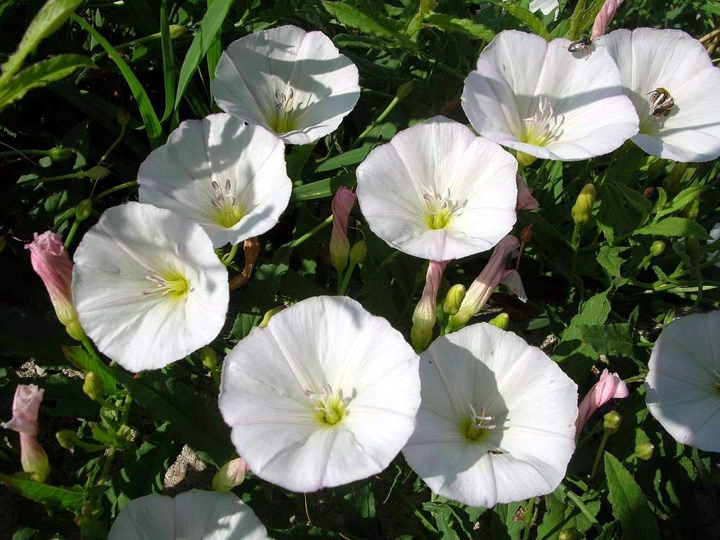 Convolvulus arvensis / Vilucchio comune