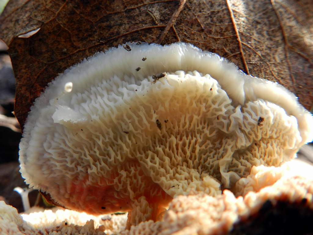 Polyporaceae sp. da identificare