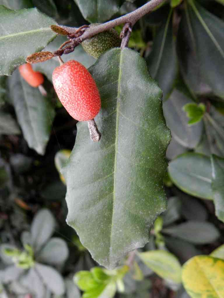 Elaeagnus pungens / Olivagno pungente