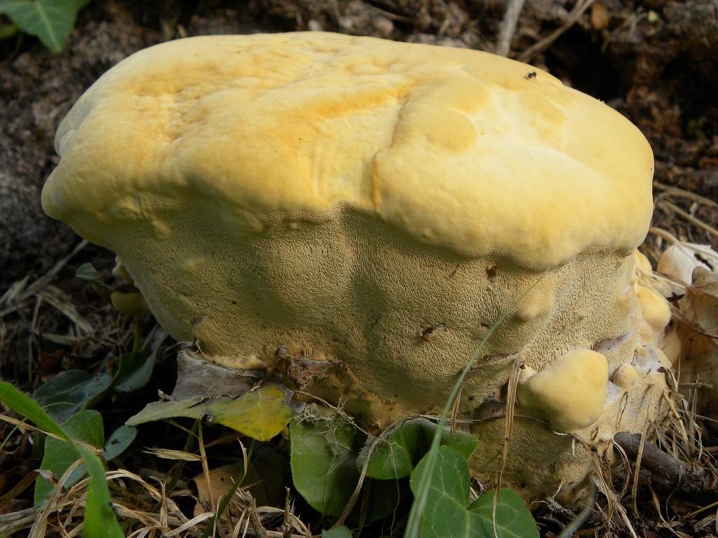 Fungo legnoso da identificare