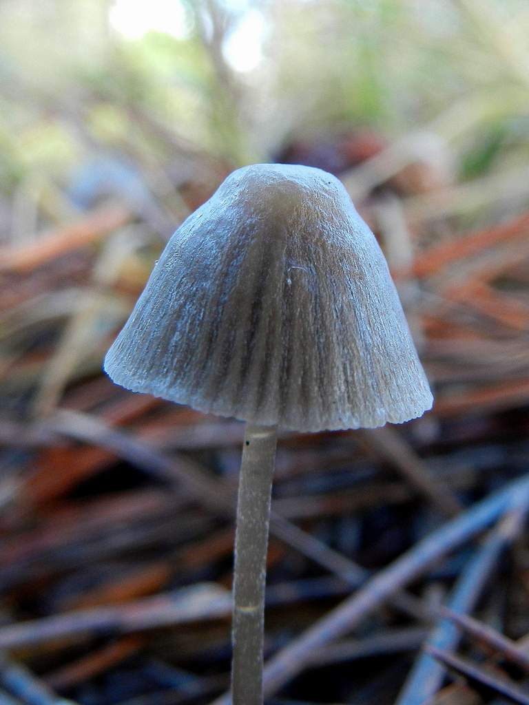 Fungo da determinare