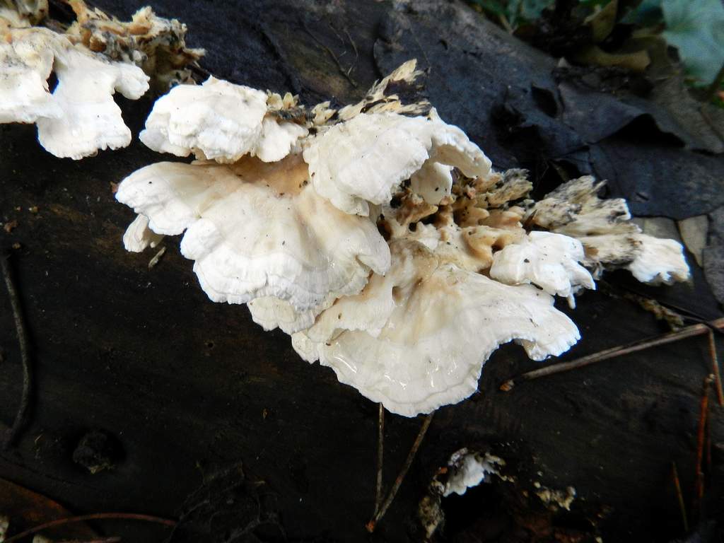 Lignicolo da identificare