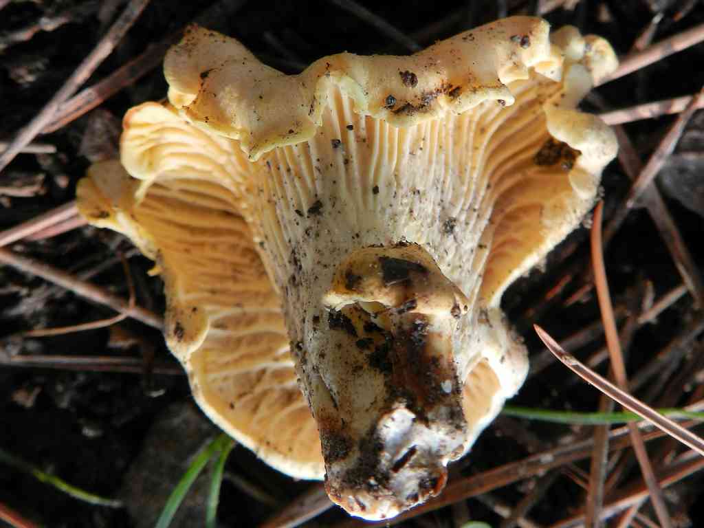 Cantharellus cybarius