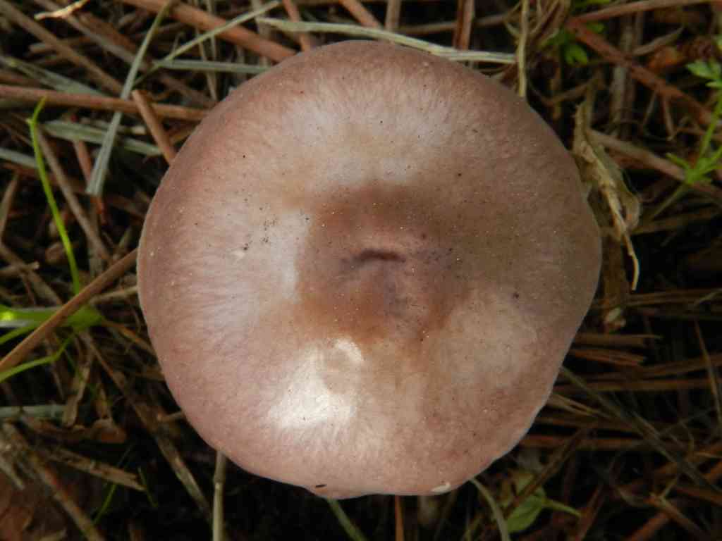 Fungo da determinare