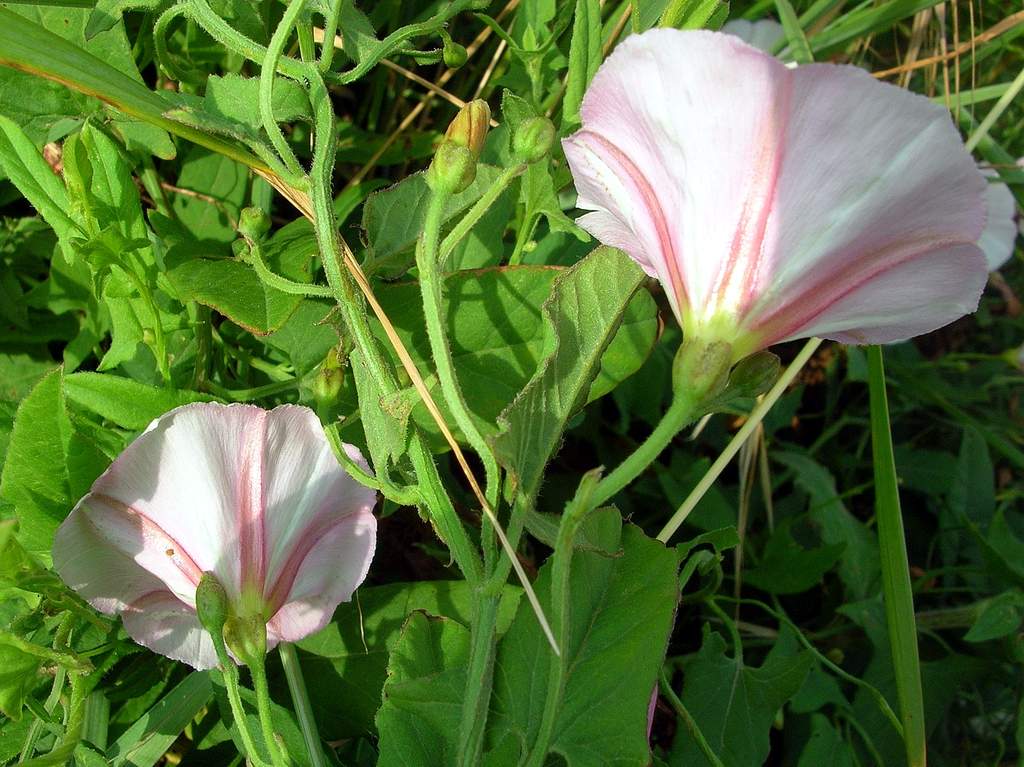 Convolvulus arvensis / Vilucchio comune