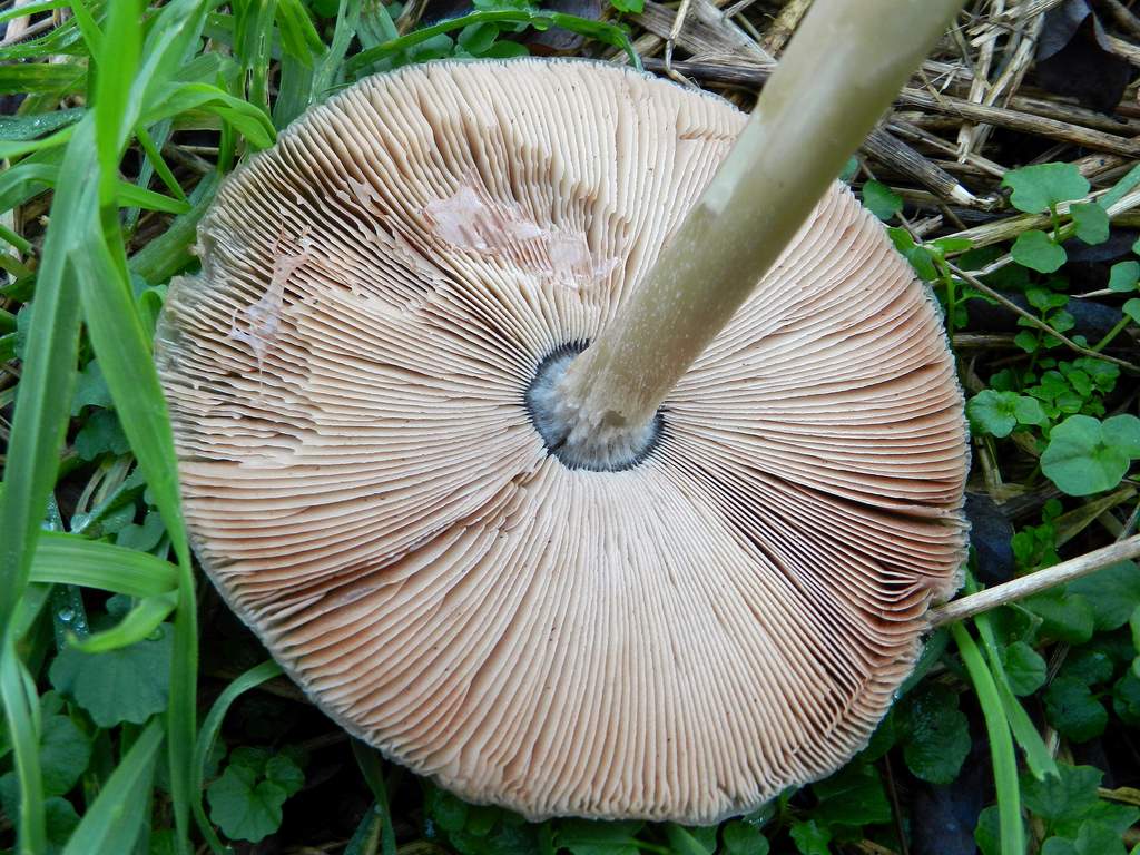 Volvariella sp. ?