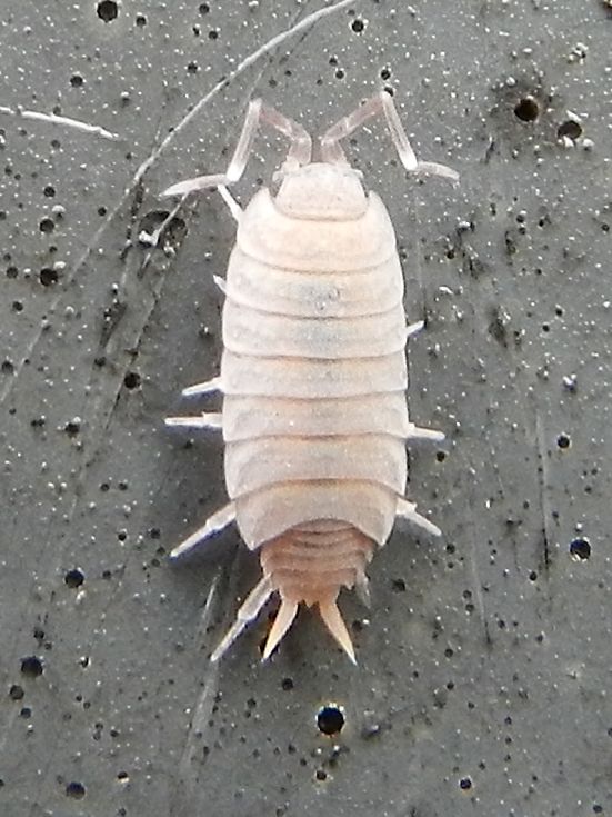 Porcellionidae