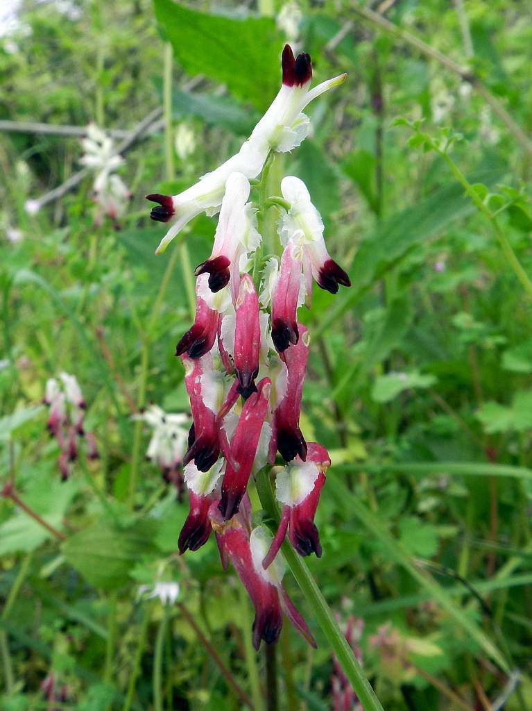 Fumaria capreolata / Fumaria bianca