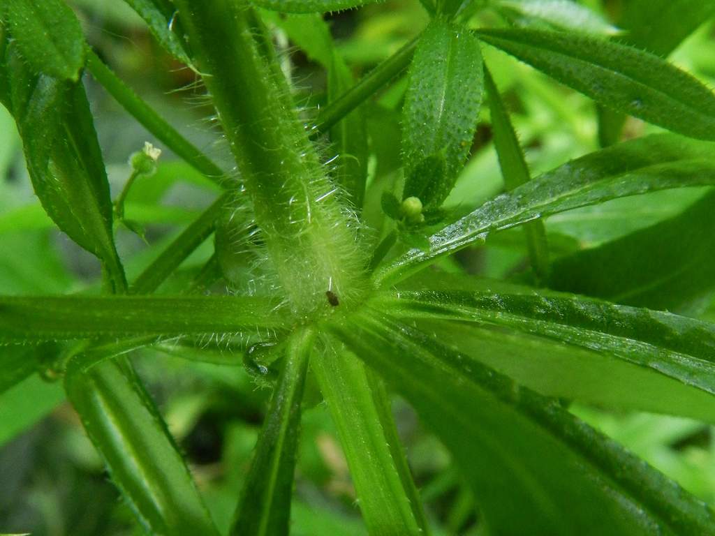 Galium aparine