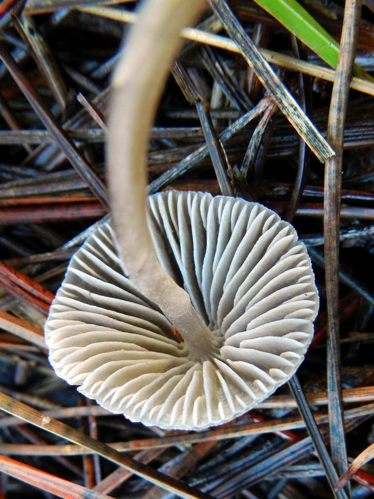 Fungo da determinare