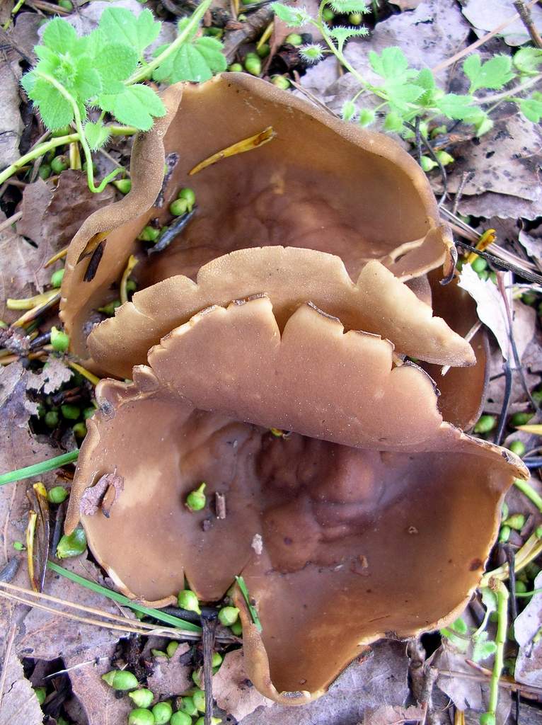 Helvella acetabulum