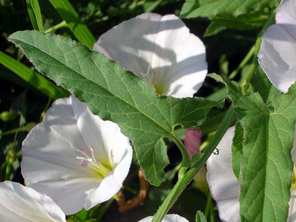 Convolvulus arvensis / Vilucchio comune