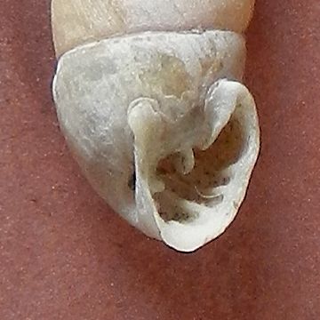 Granaria illyrica (Rossrmassler, 1837) ?