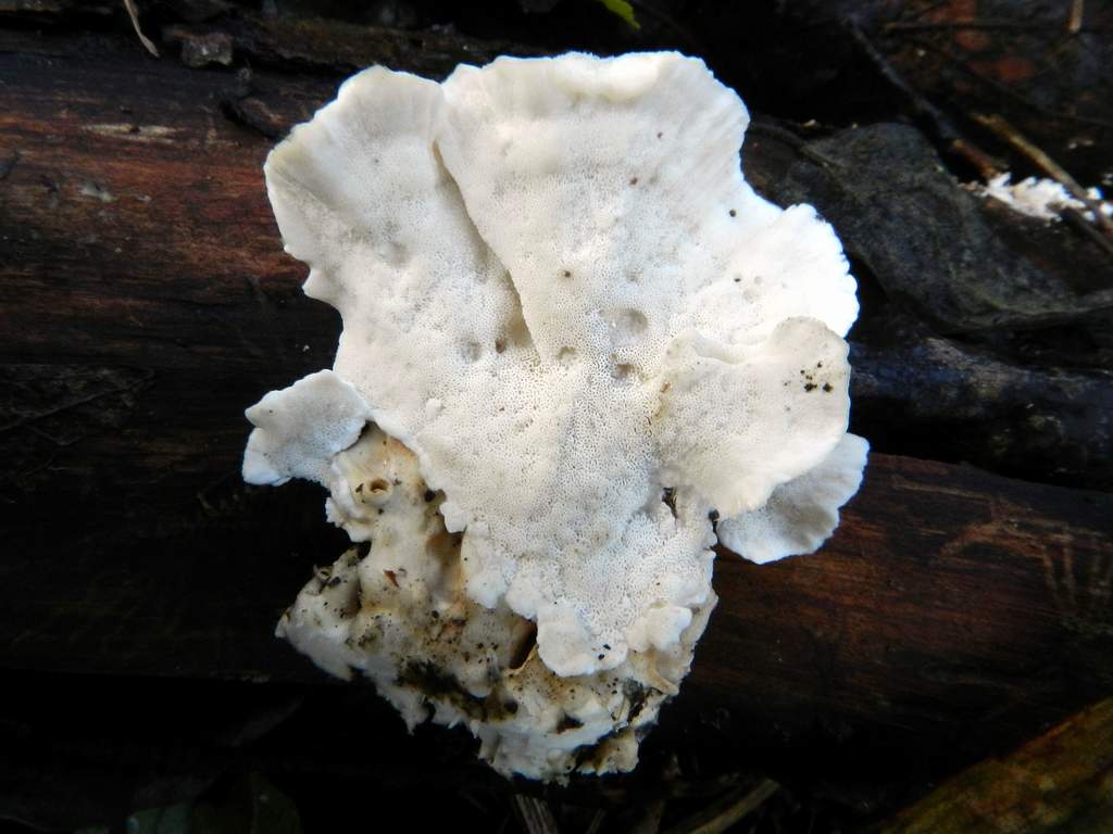 Lignicolo da identificare